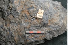 Foto (Detailansicht) von Syringodendron cyclostigma Brongniart (NHMW-GEO-2024-0188-11111)